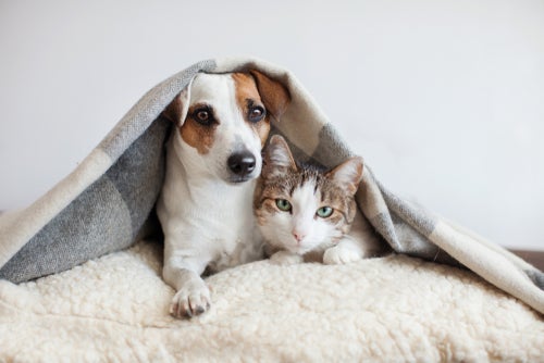 Dog and cat cuddling on a pet bed with a blanket over their heads