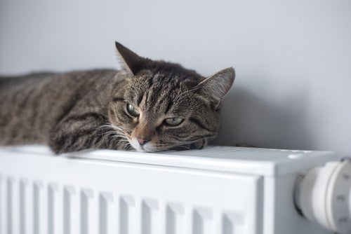 Cat lying on a warm radiator