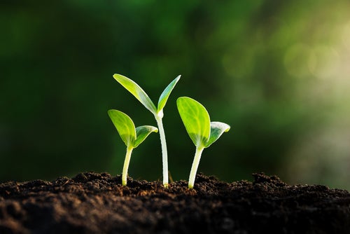 Seedlings sprouting from soil in a forest